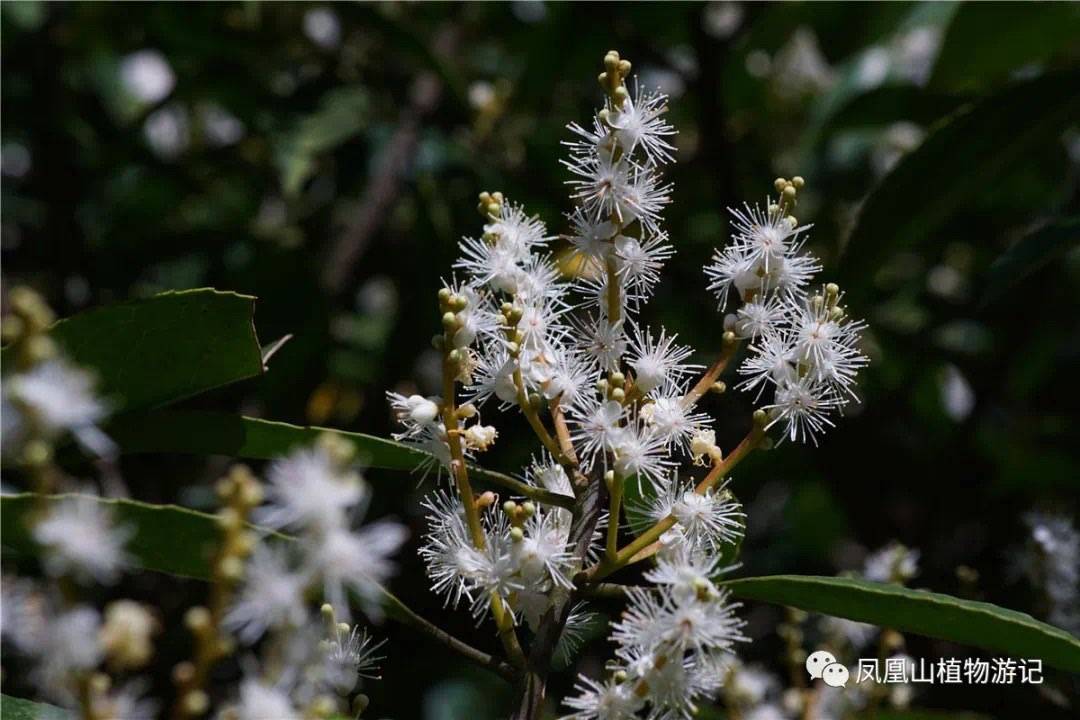 枝穗山矾图片