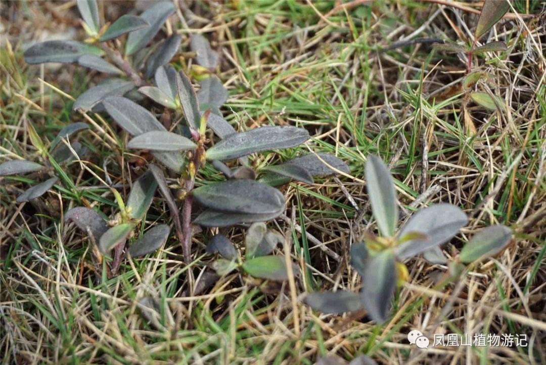 植物游记数一数凤凰山最牛的50种植物