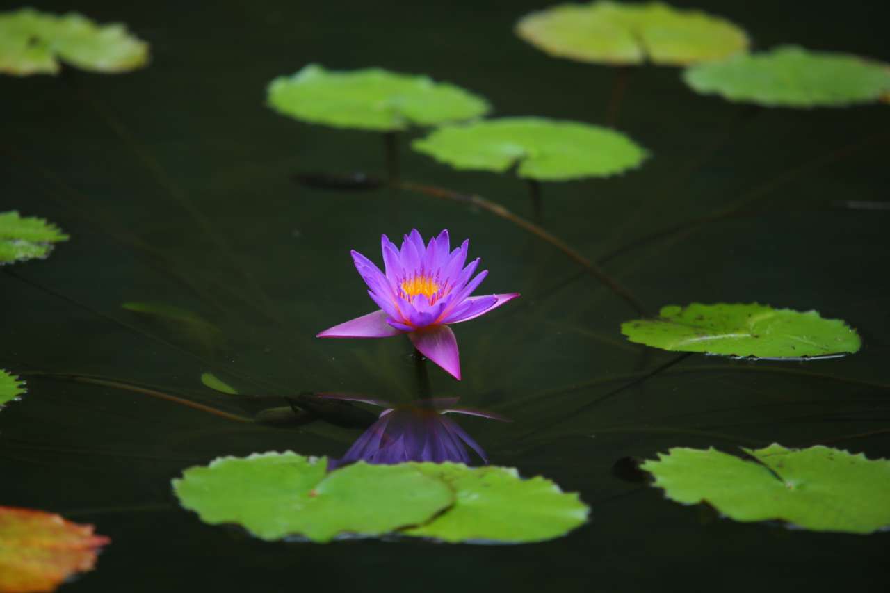 水荷花