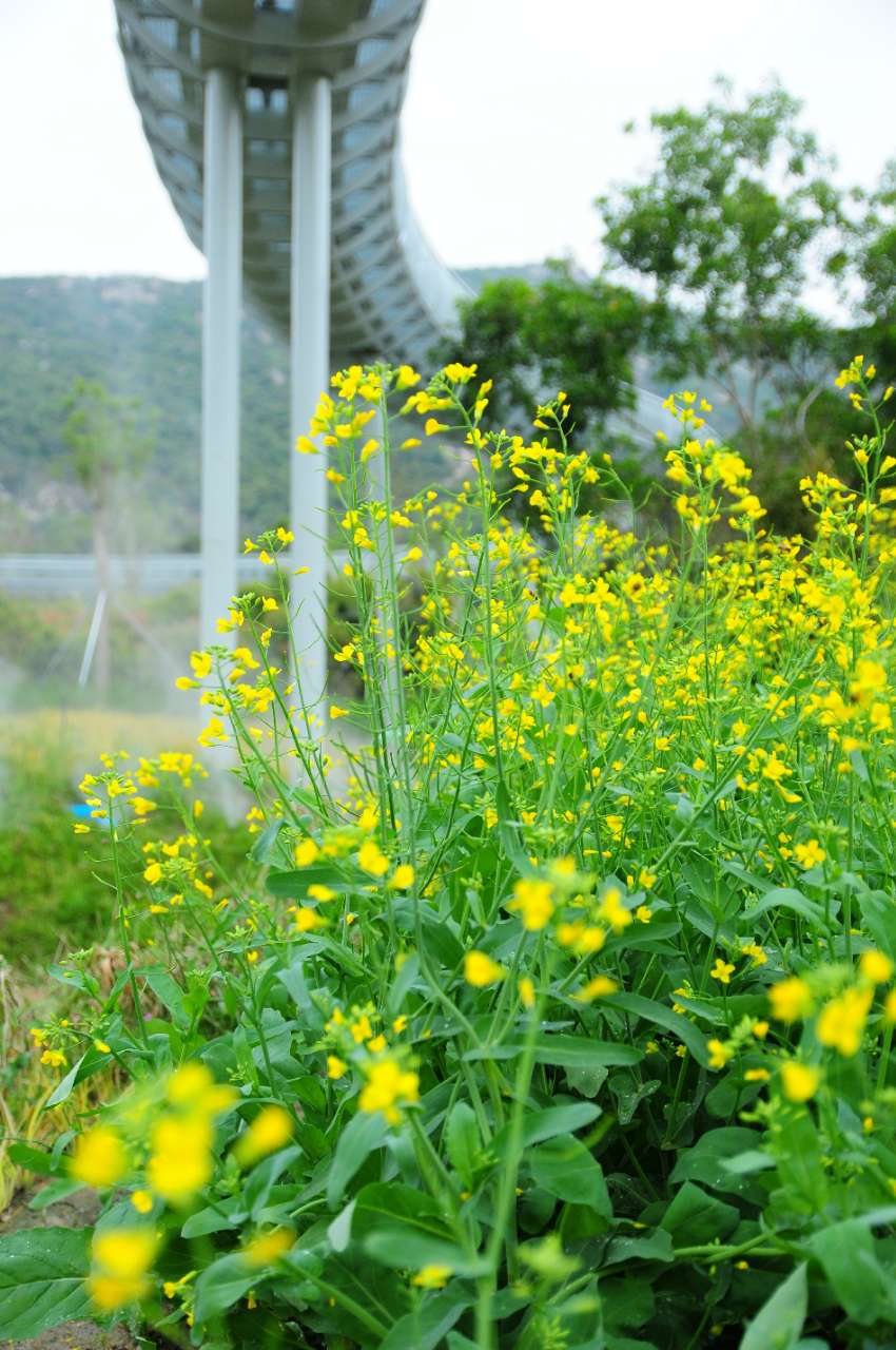 打卡木头冲鹤道花海
