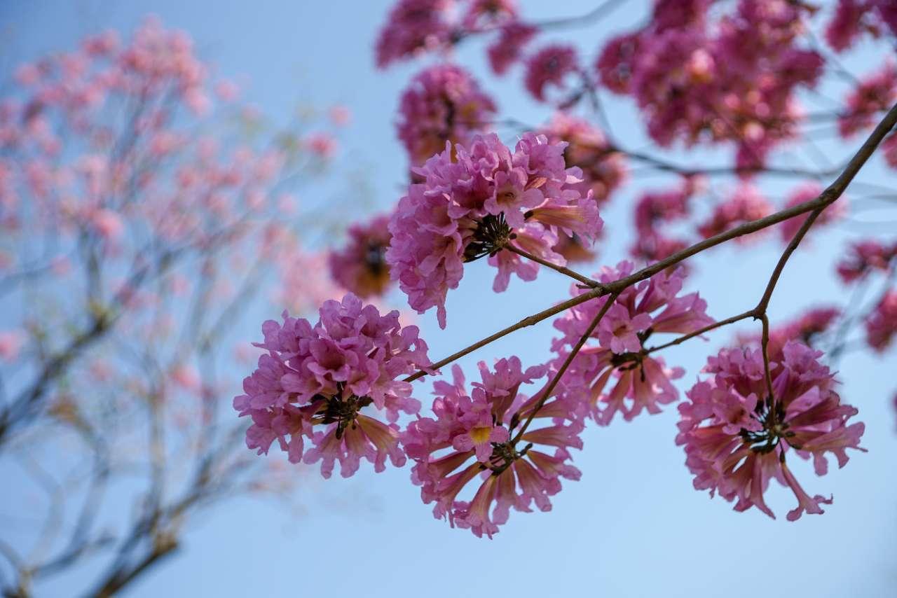紫花风铃木美美哒