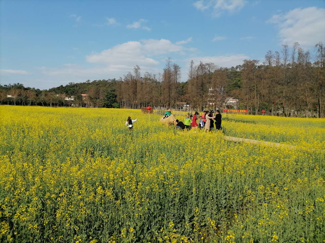 在斗门过年赏花红红火火
