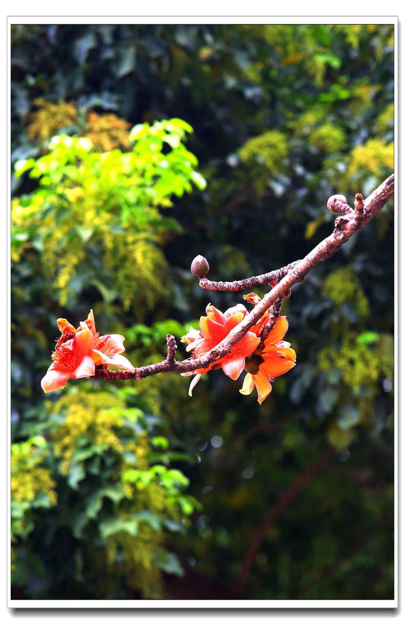 春风吹黄旧岁叶丝雨润开木棉花