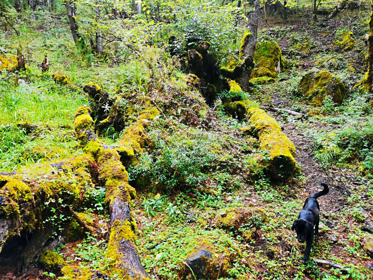 圆梦之旅岗云杉林徒步