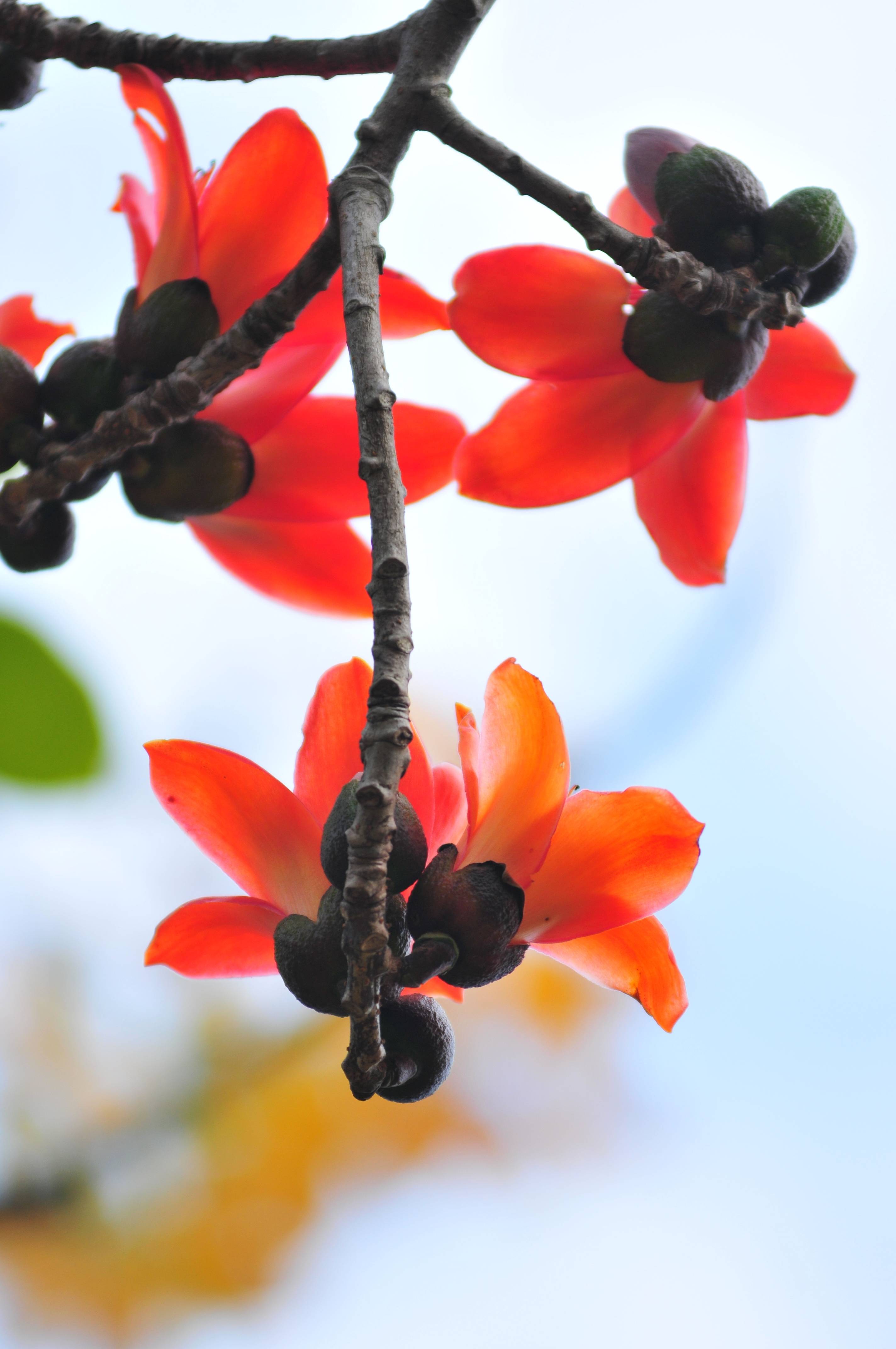 三月@木棉花(红)-香山网 - powered by discuz!